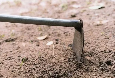 Зачем вашему участку нужен «черный пар» и где его найти: лучший совет для активных дачников от опытных агрономов