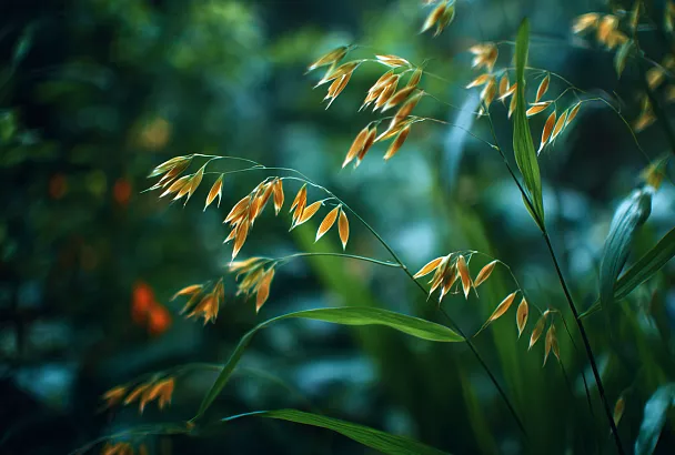 Овёс после сбора урожая: простой способ восстановить и удобрить грядки