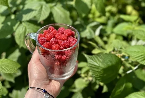 Малиновое дерево «таруса»: урожайность, эстетика, экзотика, вкус