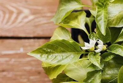 Коронный цветок у перцев: его надо удалить или лучше оставить?