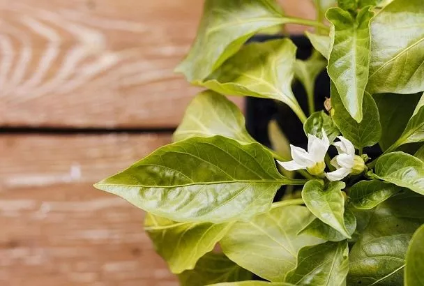 Коронный цветок у перцев: его надо удалить или лучше оставить?