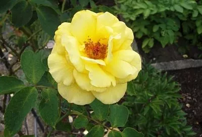 Не ползаю на коленях у цветочных грядок, пытаясь вырвать все сорняки. Чистоту и красоту поддерживают с помощью самодельного раствора для опрыскивания