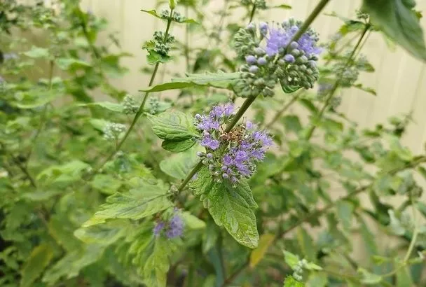 «Синий туман» на моем участке: это растение похоже на лаванду, но вырастить и размножить его гораздо проще