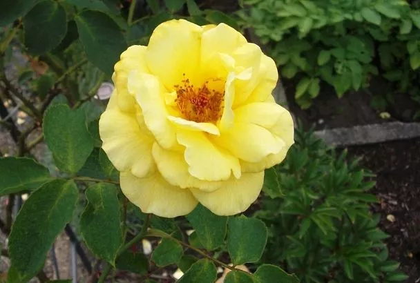 Не ползаю на коленях у цветочных грядок, пытаясь вырвать все сорняки. Чистоту и красоту поддерживают с помощью самодельного раствора для опрыскивания