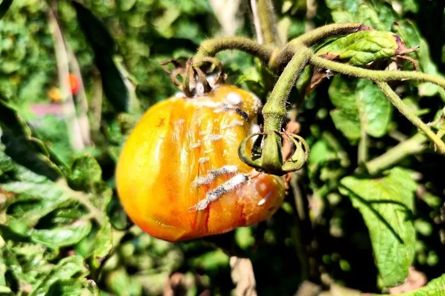 Почему томаты чернеют, а капуста гниет изнутри: незаразные, но опасные болезни