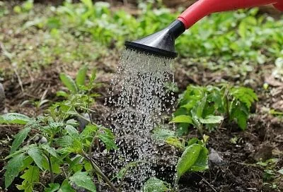 Этому овощу больше не наливать: какие культуры «пьют воду, как лошадь»