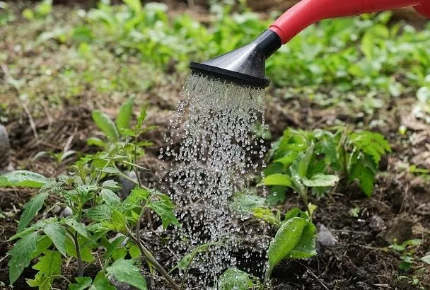 Этому овощу больше не наливать: какие культуры «пьют воду, как лошадь»
