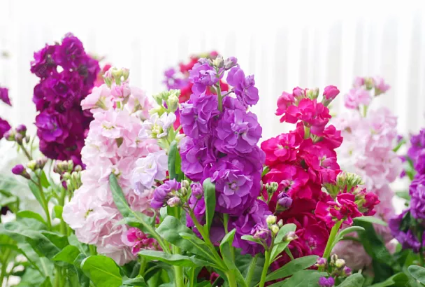 Любовь с первого цветка: ночная фиалка – левкой – проста в уходе и роскошно пахнет 