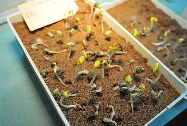 Ученые юга изучают, как растения справляются со стрессом