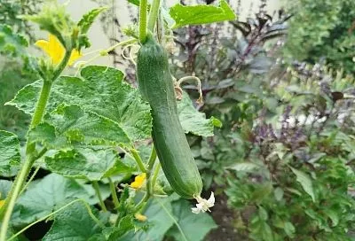 Какую почву любят огурцы: мой сосед ведрами собирает урожай с одной грядки, потому что у него правильная земля