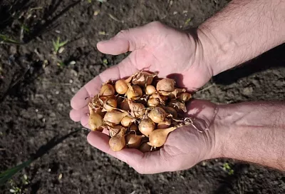 Чтобы не было «стрелок»: правильная подготовка лука к посадке