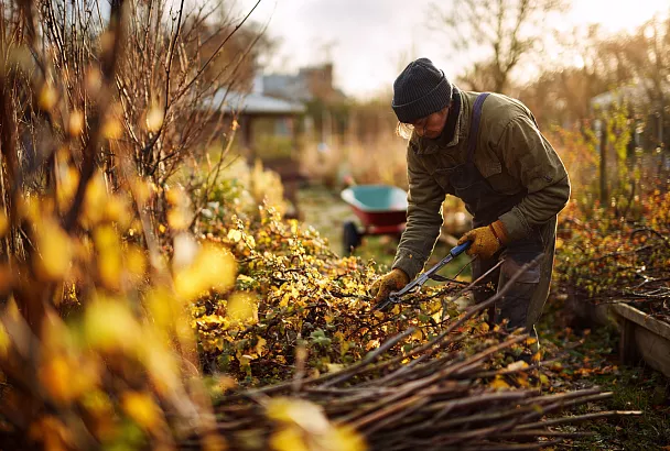 Как обрезать крыжовник для щедрого урожая: секреты осенней обрезки от профи