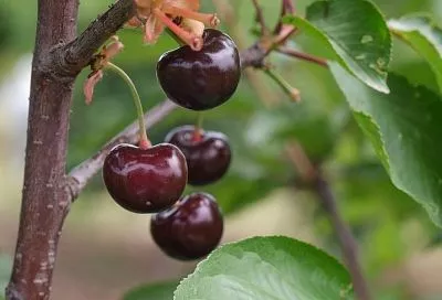 Цветы вместо ягод: почему из года в год черешня не дает плодов и как это исправить