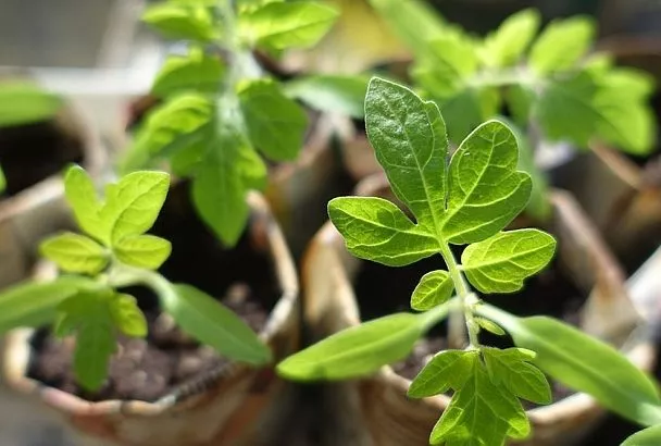 ТОП-5 современных устройств для выращивания идеальной рассады 2025