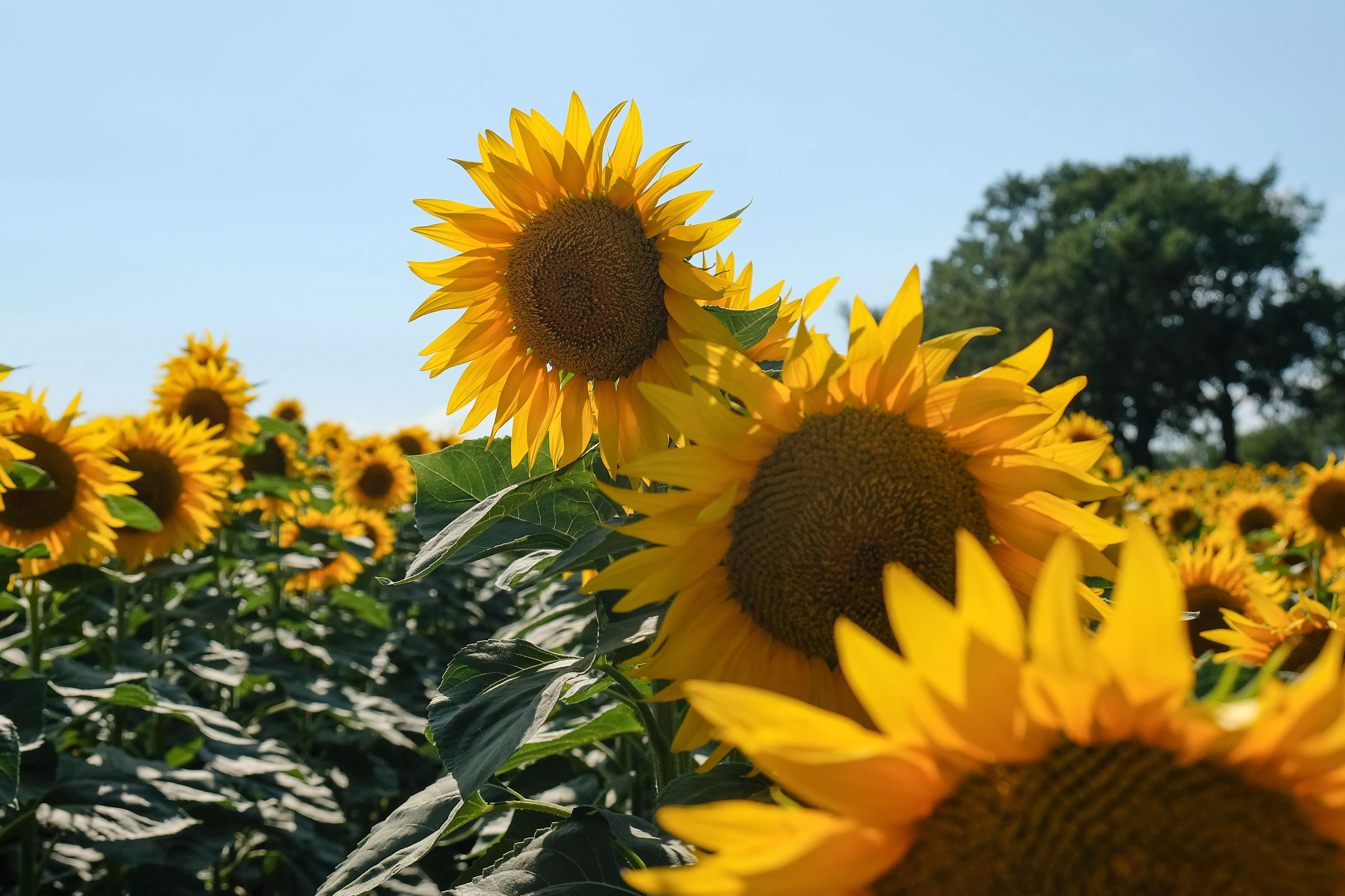 На Кубани создают новые гибриды подсолнечника