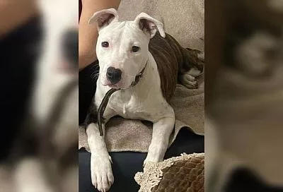 «Все хорошо! Возвращаем домой!»: украденная собака воссоединилась с хозяевами благодаря кубанским полицейским 