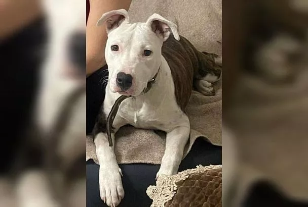 «Все хорошо! Возвращаем домой!»: украденная собака воссоединилась с хозяевами благодаря кубанским полицейским 