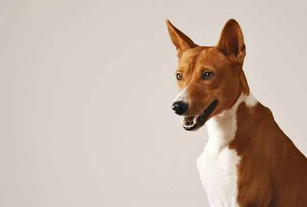 Аллергики просят решить проблему с животными в поездах