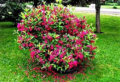 Яркий многолетник вместо живой изгороди: вейгела в саду