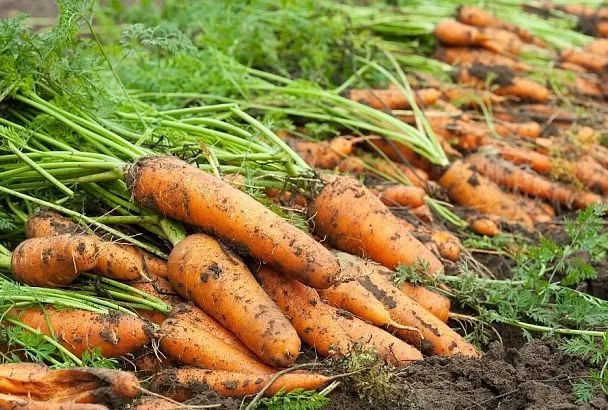 Главная подкормка моркови в августе: эта простая смесь гарантирует получение ярких, ровных и сладких корнеплодов