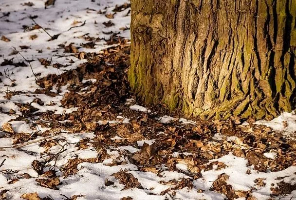 Под яблоней – да, под вишней – нет: правильно утаптывать снег под деревьями научил дед