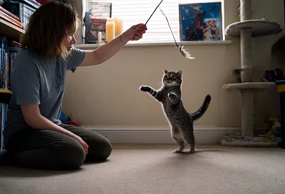 Как мгновенно сделать жизнь кошки лучше