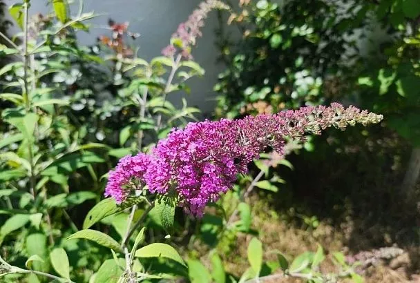 Буддлея Давида: кустарник, который привлекает всеобщее внимание