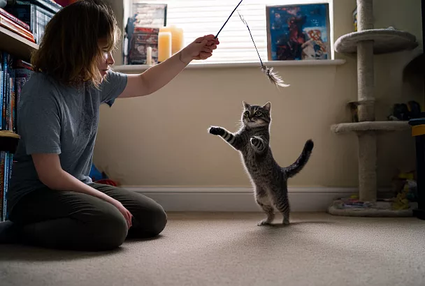 Как мгновенно сделать жизнь кошки лучше