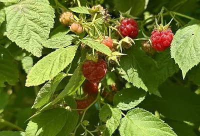 Ошмыгивание – это не ругательство: как традиционная садовая практика повышает урожай малины