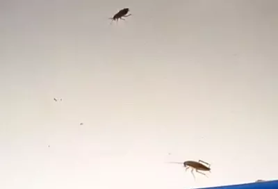 Прокуратура начала проверку после видео с тараканами в горбольнице Сочи