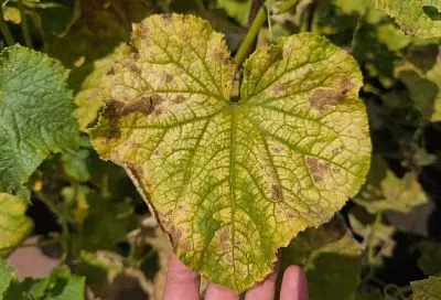 Кто на наши огурцы придет, тот там и погибнет: как нашатырный спирт избавит от паутинного клеща