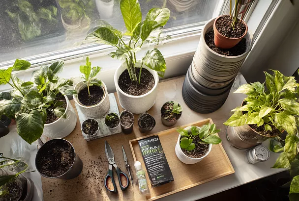 Ваши растения молчат, но они это ненавидят: привычки, которые их реально тормозят