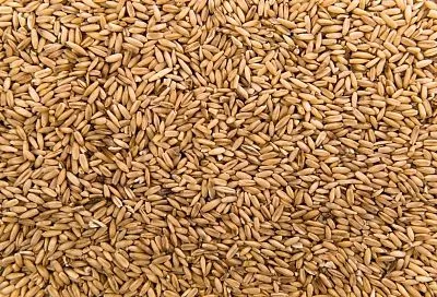 Экспорт зерна через кубанские порты упал более чем на треть в 2025 году