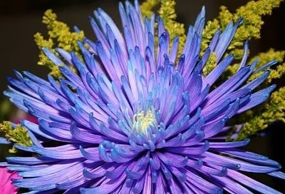 Сеем астру сразу в грунт: просто, красиво, соседям на зависть