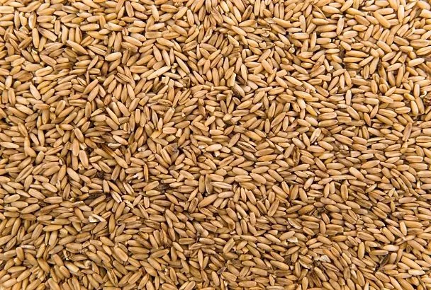 Экспорт зерна через кубанские порты упал более чем на треть в 2025 году