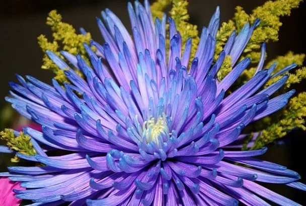 Сеем астру сразу в грунт: просто, красиво, соседям на зависть