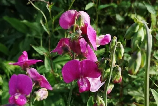 Нежный вьюнок с запахом меда и жасмина: простые правила выращивания душистого горошка