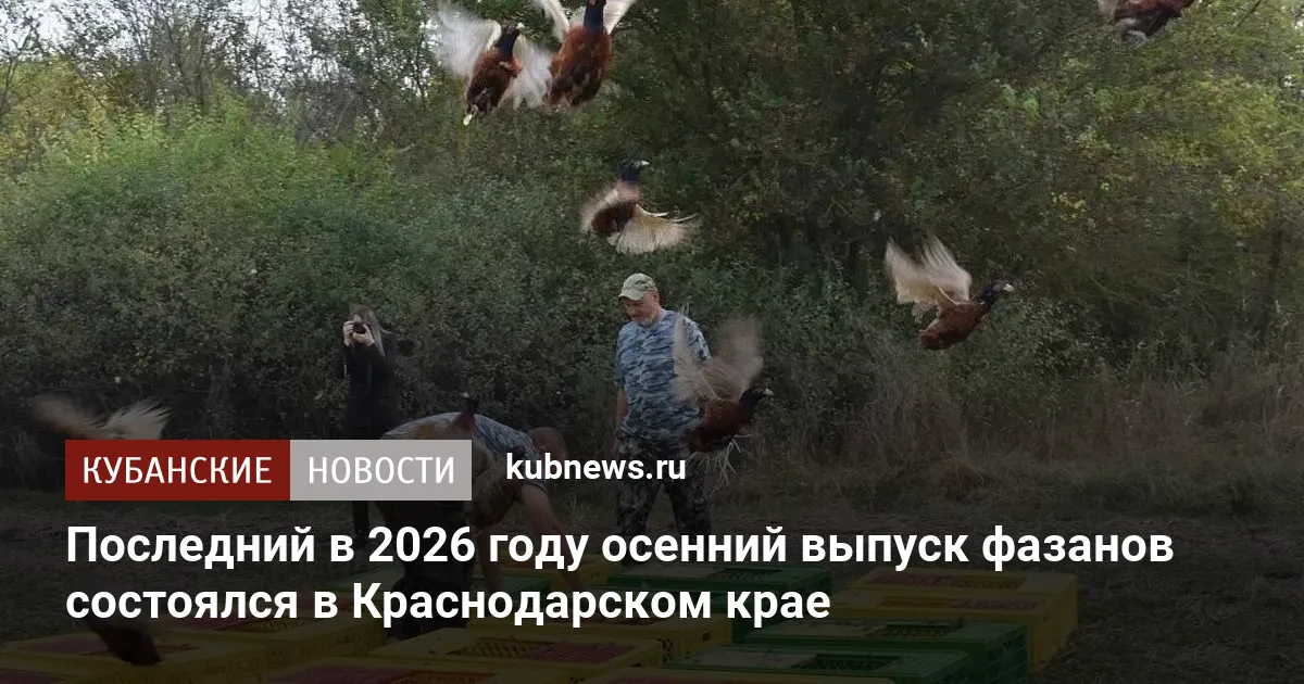 Последний в 2026 году осенний выпуск фазанов состоялся в Краснодарском крае