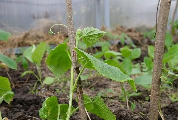 Холод хуже, чем засуха: от чего зависит хороший урожай огурцов