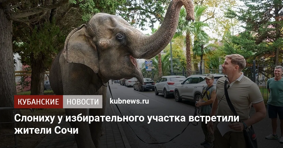 Слониху у избирательного участка встретили жители Сочи