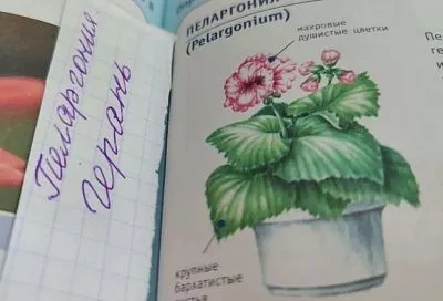 Витамин В7 для герани? 4 шага к пышному цветению пеларгонии без таблеток