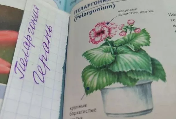 Витамин В7 для герани? 4 шага к пышному цветению пеларгонии без таблеток