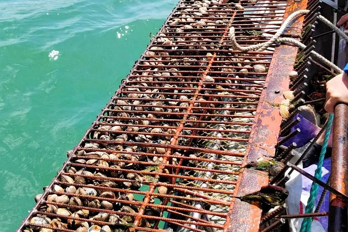 Ученые создали орудие лова расплодившегося в Азовском море деликатесного моллюска-вселенца
