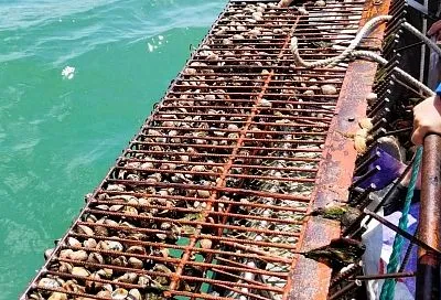Ученые создали орудие лова расплодившегося в Азовском море деликатесного моллюска-вселенца