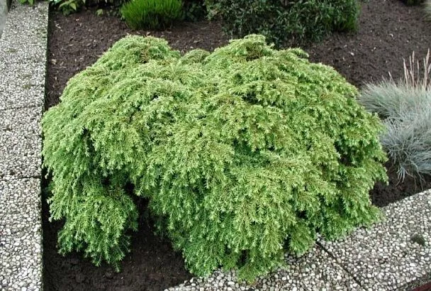 Выбрали ТОП-5 Хвойных Растений 2025 для Средней Полосы: Весенняя Посадка