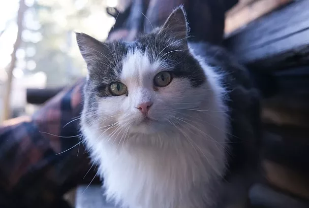 Чтобы шерстка лоснилась: какие продукты с вашего стола сделают кошку настоящей красавицей