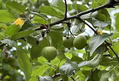 Яблони и груши в июле: эффективная обработка и подкормка для высокого урожая