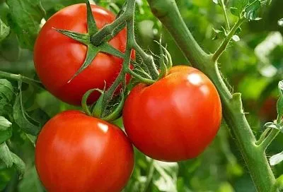 Срываешь — и потекли соки: эти томаты сладкие и сочные, как фрукты