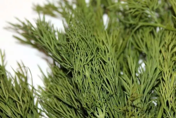 Ваш укроп заслуживает лучшего! Чем обработать его от тли без вреда для себя и природы: 3 натуральных средства