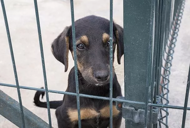 В России может появиться фотобанк потерявшихся домашних животных